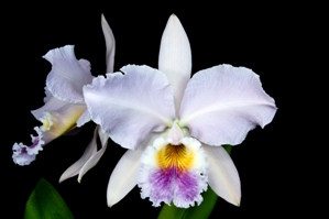 Cattleya labiata fma. coerulea Arnie AM/AOS 85 pts.